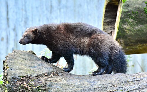 wolverine