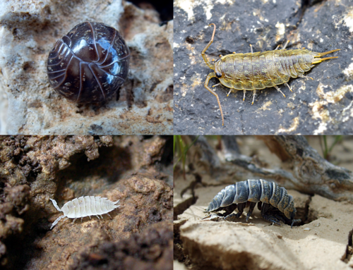 woodlouse