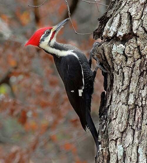 woodpecker