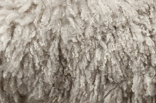 woolly