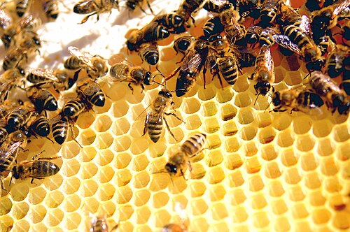 worker bee