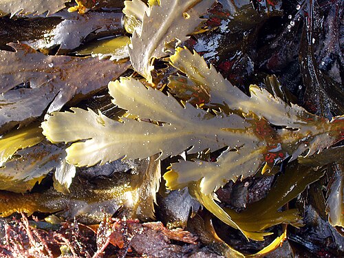 wrack