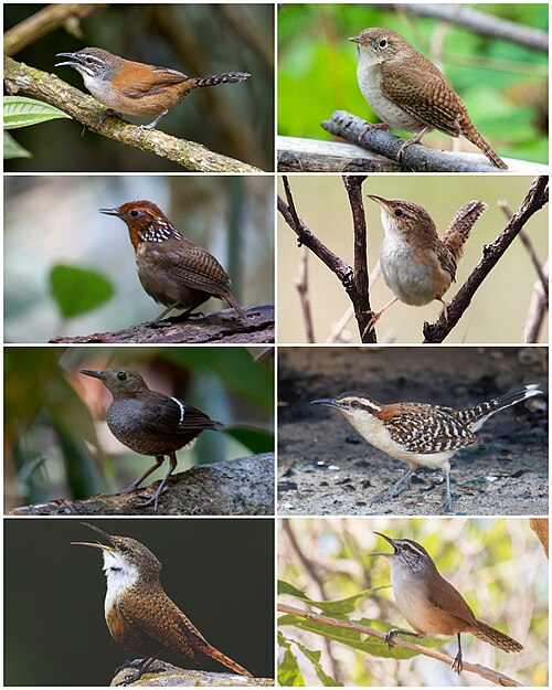wren