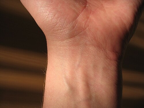 wrist