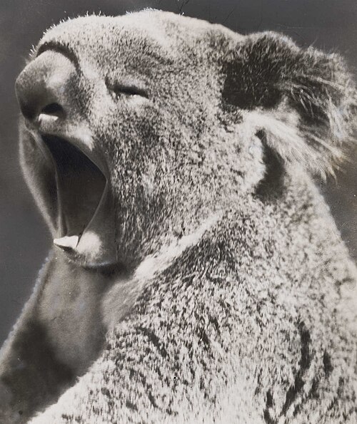 yawn