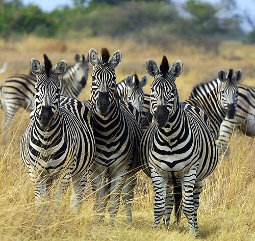 zebra